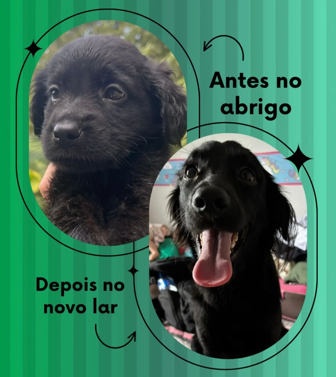 Transformação: antes no abrigo, depois no novo lar